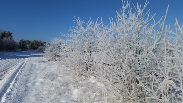 2021_01_31_Schneefliegen (02)